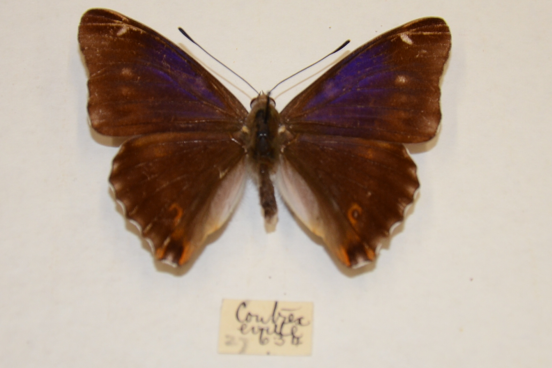 Apatura iris iole male (aberration) 10 [Internet image property of respective owner, non commercial use only]